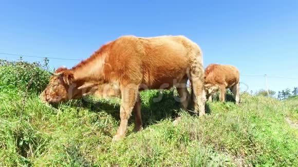 葡萄牙农村的奶牛放牧视频的预览图
