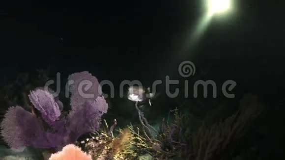 在手电筒的照耀下在暗礁上度过的黄牛鱼之夜视频的预览图