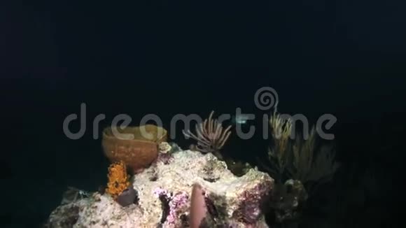 在手电筒的照耀下在暗礁上度过的黄牛鱼之夜视频的预览图