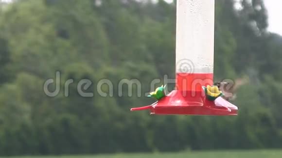 蜂鸟从喂食器喂食视频的预览图