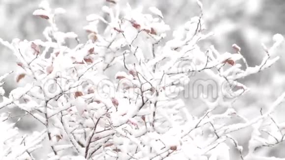 蓝莓灌木丛在暴风雪中吹拂视频的预览图