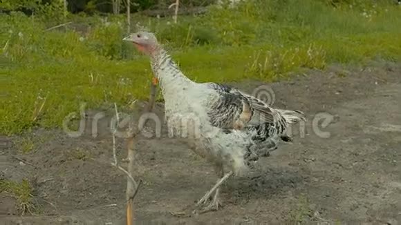 土耳其火鸡在院子里散步慢动作视频视频的预览图