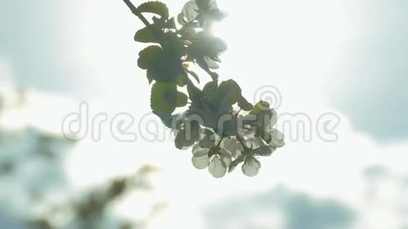 苹果树上的花朵在树枝上晒慢动作视频视频的预览图