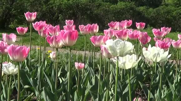 粉红色和白色郁金香视频的预览图