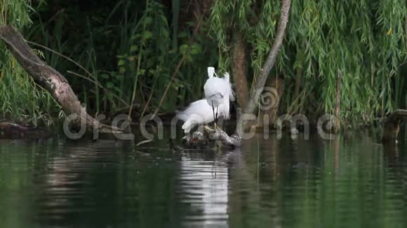 意大利里蒂保护区湖中的白鹭视频的预览图