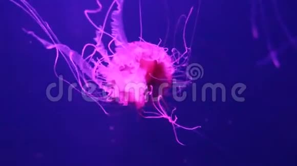 水母日本海游水下活生生又名北海荨麻太平洋海视频的预览图