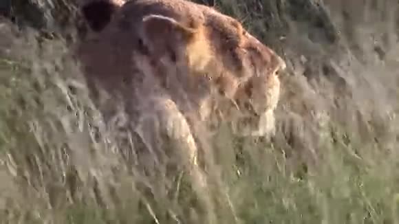 丛林草中的雌狮视频的预览图