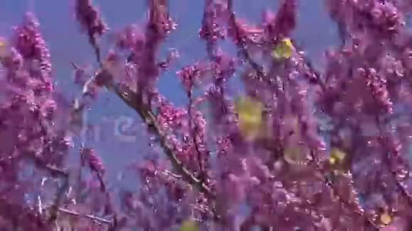 美丽的红芽树在春风和天空中绽放视频的预览图