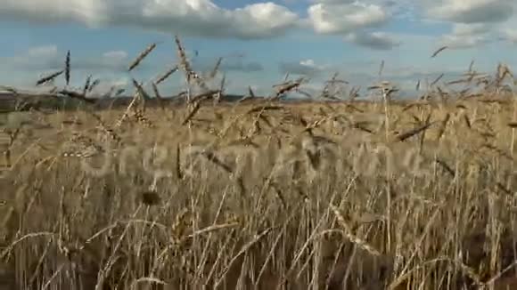 田野上的小麦在蓝天的映衬下生长视频的预览图