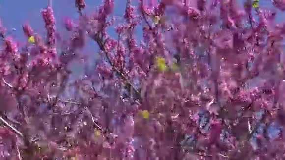 希腊罗德斯岛美丽的春红树视频的预览图