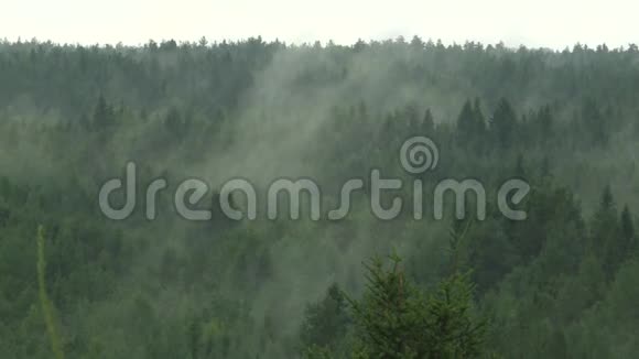 在松林上空的晨雾景色视频的预览图