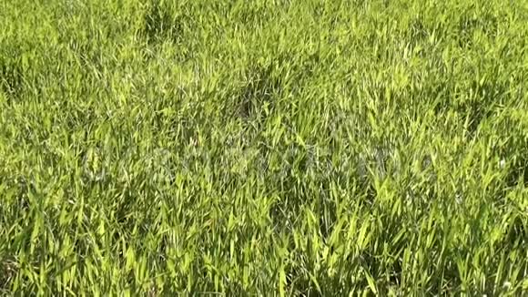草地上绿草如茵视频的预览图