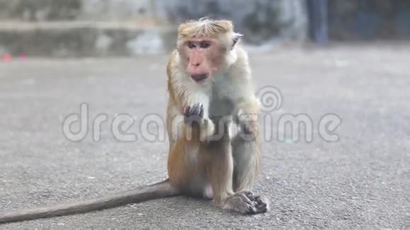 大木拉金殿附近的猴子丹布拉金神庙是斯里兰卡的世界遗产视频的预览图