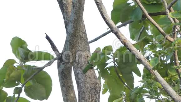热带雨林中的线形芭比鸟视频的预览图