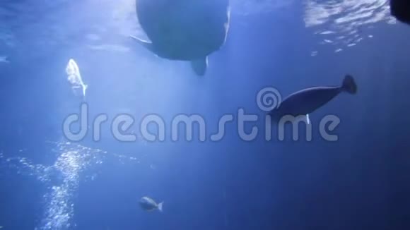 水母日本海游水下活生生又名北海荨麻太平洋海视频的预览图