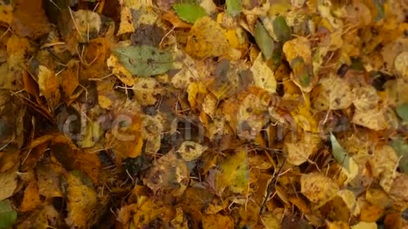 一堆肮脏潮湿的黄叶树秋天的自然背景视频的预览图