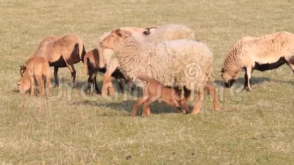草地上的羊和羔羊音频农业春天羔羊视频的预览图