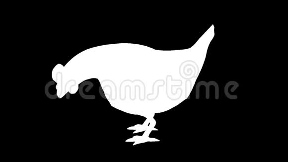 一只移动的鸡的白色轮廓阿尔法频道阿尔法冰铜全高清视频的预览图