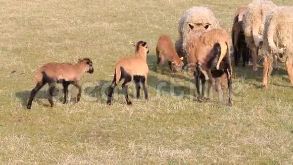 草地上的羊和羔羊音频农业春天羔羊视频的预览图