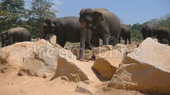 非洲象在保护区附近放牧慢动作视频的预览图