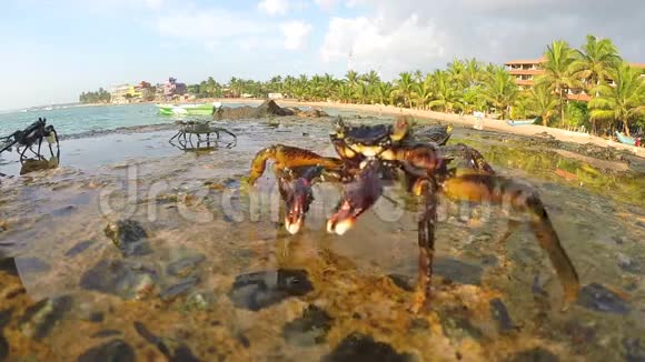 在斯里兰卡海边螃蟹在岩石上行走的近景视频的预览图