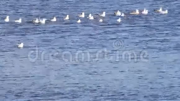 海鸥在碧水里游泳港湾视频的预览图