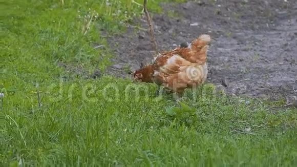 母鸡啄草慢动作视频视频的预览图