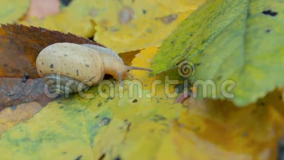 蜗牛爬在落叶上视频的预览图