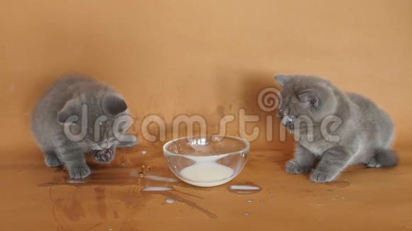 可爱的小猫喝牛奶视频的预览图