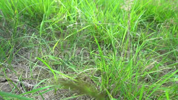 赤脚在草地上行走自由和幸福的概念视频的预览图