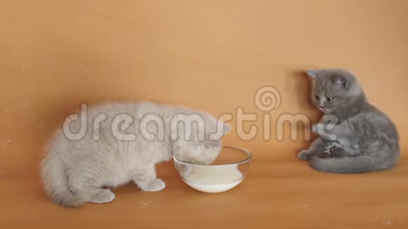 可爱的小猫喝牛奶视频的预览图
