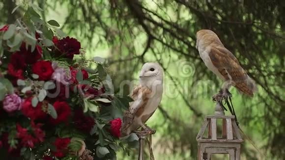 两只美丽的猫头鹰泰托阿尔巴坐在灯上视频的预览图