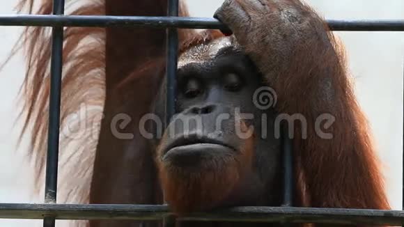 笼子里的大猩猩高清夹子视频的预览图