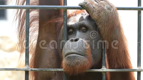 笼子里的大猩猩高清夹子视频的预览图