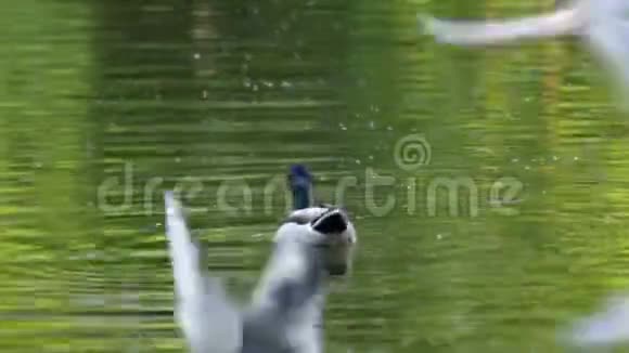 鸭子游泳视频的预览图