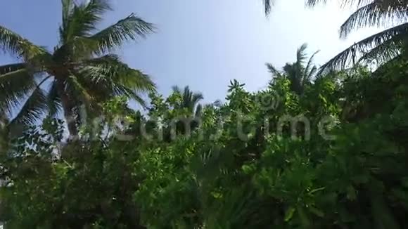 棕榈树和太阳光视频的预览图