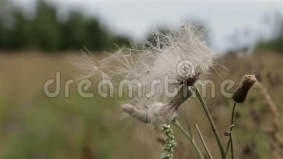 在阳光明媚的夏日草甸花和玉米穗在风中摇摆视频的预览图