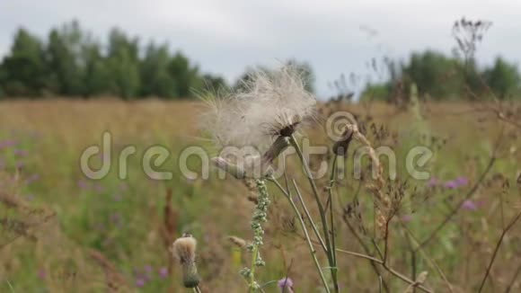 在阳光明媚的夏日草甸花和玉米穗在风中摇摆视频的预览图
