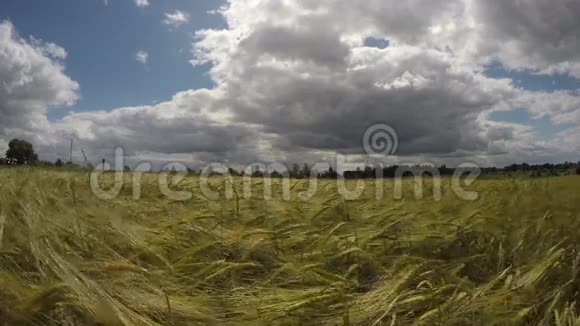 夏末大麦地农田景观4K视频的预览图
