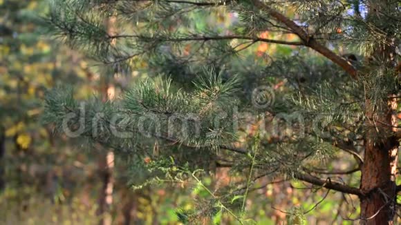 日落时秋天公园的松树视频的预览图