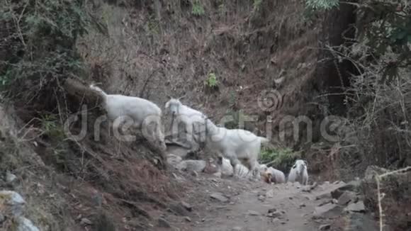 喜玛拉雅山山坡上喂绵羊和山羊视频的预览图