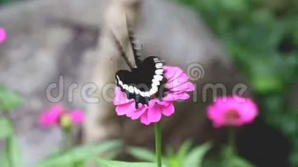 摩门蝴蝶从花中吮吸食物视频的预览图