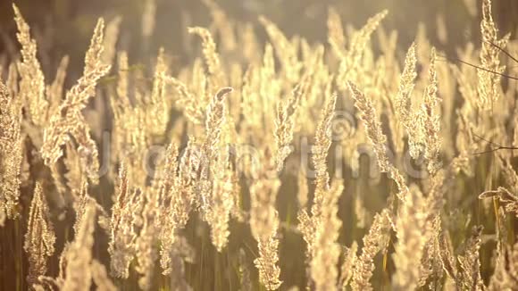 夏日傍晚阳光下的干羽草视频的预览图