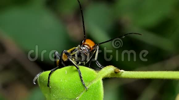 热带雨林树叶上的水泡甲虫视频的预览图