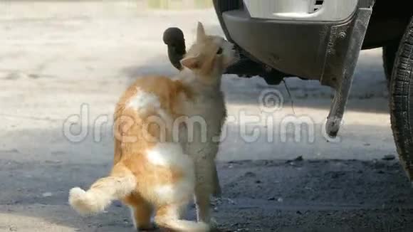 野猫在汽车上摩擦瞄准慢动作视频视频的预览图