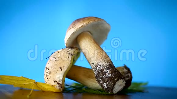 森林新鲜天然蘑菇蓝色牛肝菌视频的预览图