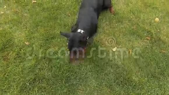 大德伯曼狗在户外玩耍视频的预览图