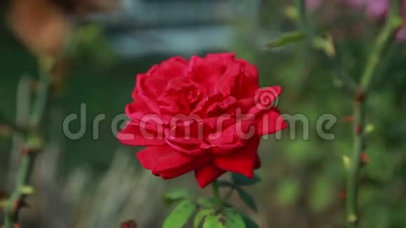绿色灌木丛上美丽的红玫瑰视频的预览图