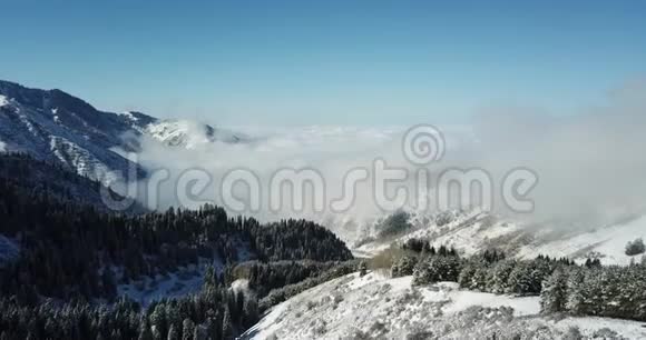 飞过白雪皑皑的针叶树雪白的山和云从上面用无人机射击视频的预览图