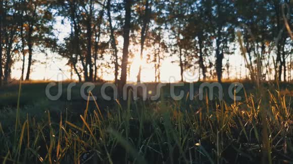 清晨在森林里视频的预览图